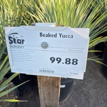 Star Nursery - Nurseries & Gardening Near Me - Las Vegas, Nevada