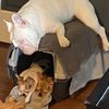Kennelwood Pet Resort gift card
