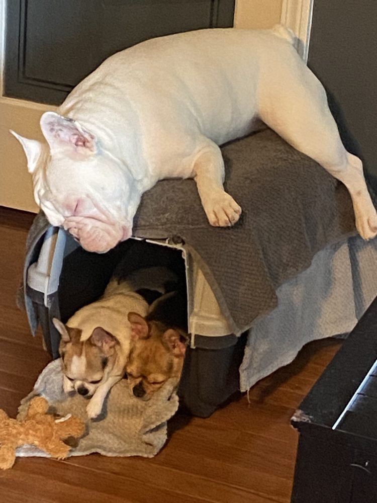 KENNELWOOD PET RESORT Updated August 2024 13 Photos & 32 Reviews