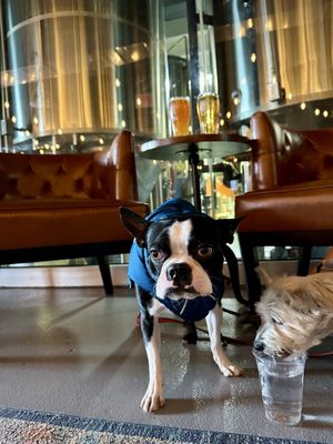The Flagship Brewing Company by null