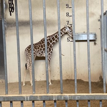 Caldwell Zoo - The zoo's newest addition...a female baby giraffe - Zoos Near Me - Tyler, Texas Caldwell Zoo - The zoo's newest addition...a female baby giraffe - Zoos Near Me - Tyler, Texas