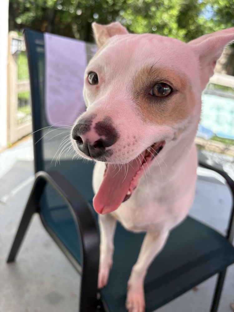 Panacea Pet Resort Image