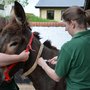 Photo of The Donkey Sanctuary Manchester