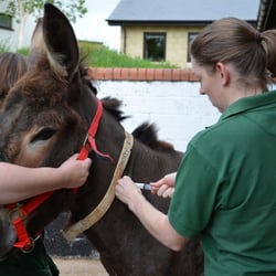 The Donkey Sanctuary Manchester