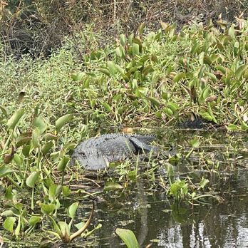 Ultimate Swamp Adventures - Tours Near Me - Westwego, Louisiana Ultimate Swamp Adventures - Tours Near Me - Westwego, Louisiana