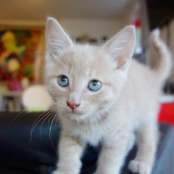 Dofos Pet Centres - Our kitten, Hector (The Mouse Inspector). Purchased from Dofo's. Our new best friend.