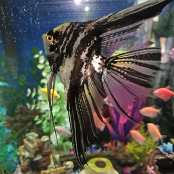 Petropolis live - Aquariums Near Me - Lawrenceburg, Kentucky Petropolis live - Aquariums Near Me - Lawrenceburg, Kentucky