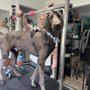 Photo of 4 Paws Pet Salon