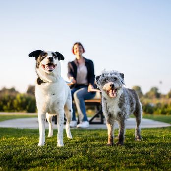 Dog Inspired Photography - Pet Photography Near Me