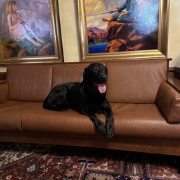 Leather sofa cushions (dog not part of the project)