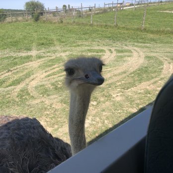The Wilds - A curious ostrich - Parks Near Me - Cumberland, Ohio The Wilds - A curious ostrich - Parks Near Me - Cumberland, Ohio