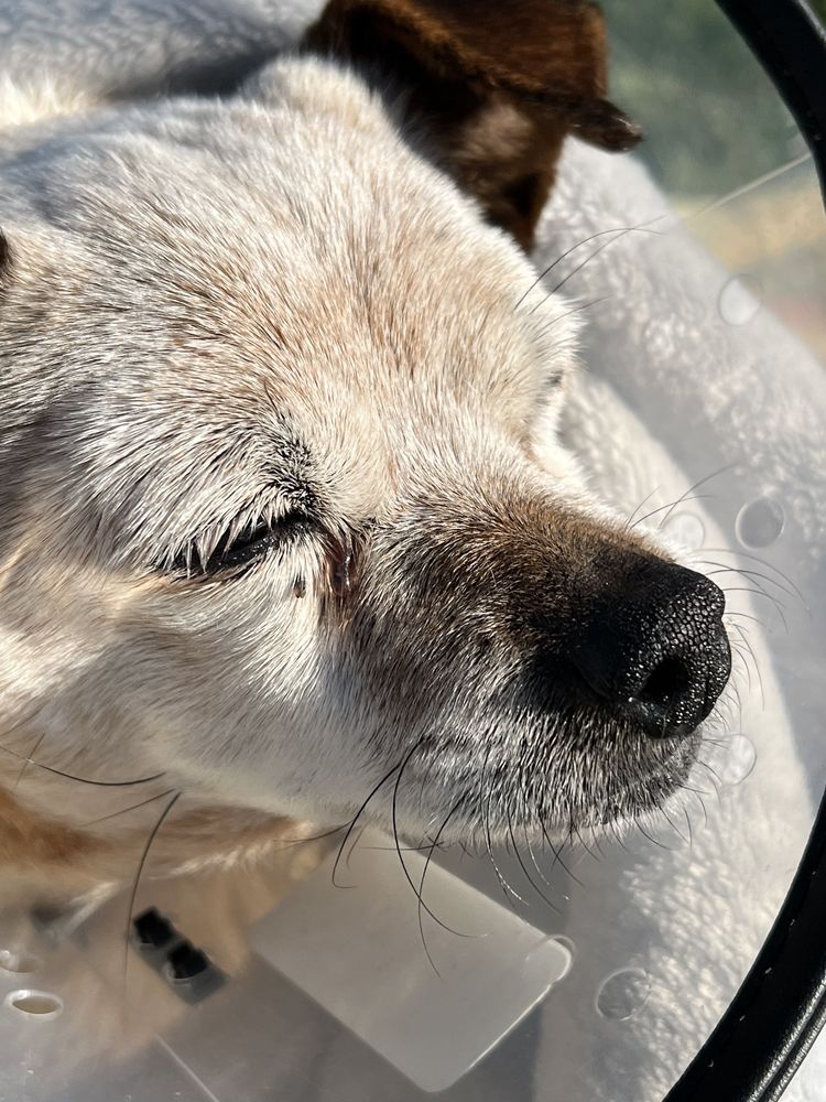 Pet Emergency Center Image