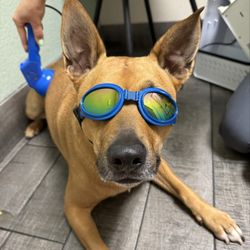 Bayside Animal Hospital - Laser therapy