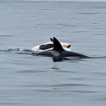 Discovery Whale Watch - Baby Killer Whale playing next to her mom - Whale Watching Tours Near Me - Monterey, California Discovery Whale Watch - Baby Killer Whale playing next to her mom - Whale Watching Tours Near Me - Monterey, California
