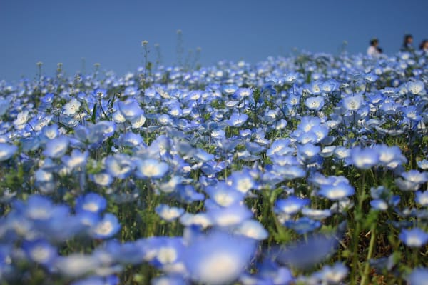 Hitachi Seaside Park by null
