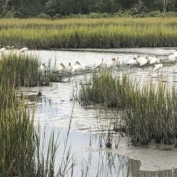 Huntington Beach State Park - Birds in the marsh - Parks Near Me - Murrells Inlet, South Carolina