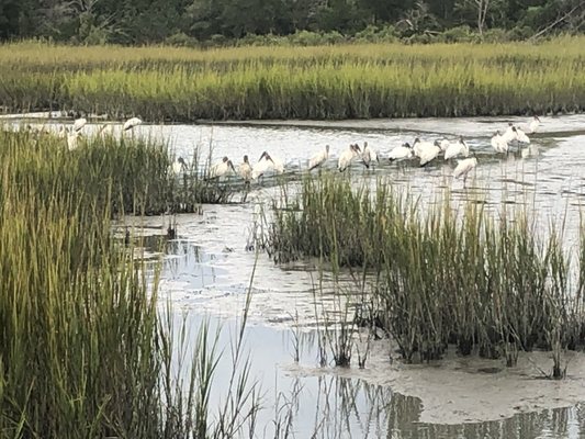 Huntington Beach State Park by null