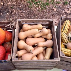 Clark Park Farmers' Market - Fresh autumn veggies