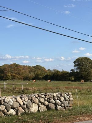 Benedikt Dairy by null