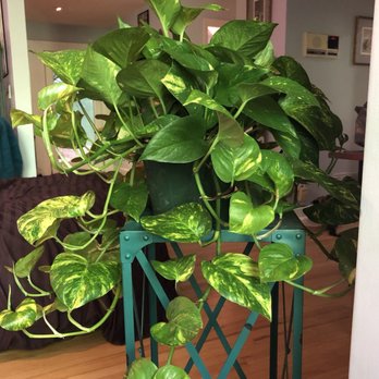 Petal and Pond - Pothos - Nurseries & Gardening Near Me - Lawrenceville, Georgia