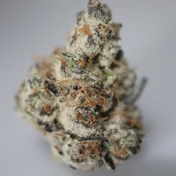 Detroit Herbal Center - Molotov