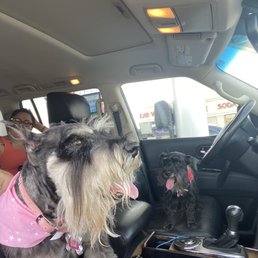 Schnauzer cuts!