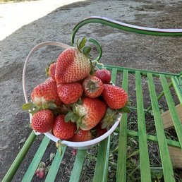 Strawberries that molded within 48 hours of picking Strawberries that molded within 48 hours of picking