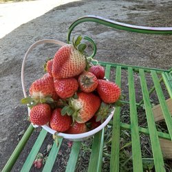 Mrs Heather's Strawberry Patch - Strawberries that molded within 48 hours of picking