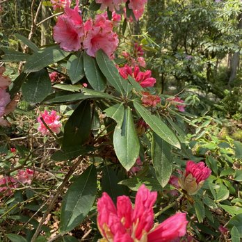 Rhododendron Garden - Botanical Gardens Near Me - Tacoma, Washington Rhododendron Garden - Botanical Gardens Near Me - Tacoma, Washington