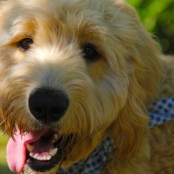Sarah's Pet Services - Our spoiled well-house trained "puppy" Jack. He needs more friends to play with at SPS!!!!
