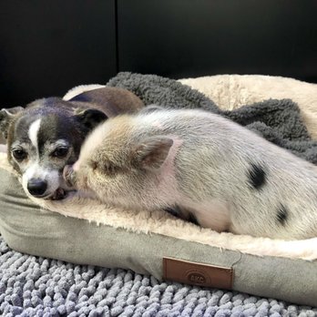SoCalMiniPigs - Pet Breeders Near Me - Valley Center, California