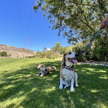 Foothill Vet Clinic - Veterinarians Near Me - Los Angeles, California