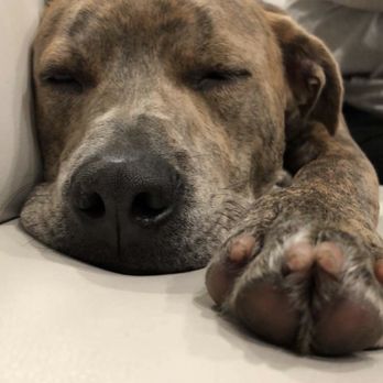 Camp Run-A-Mutt - Pet Sitting Near Me - Chula Vista, California