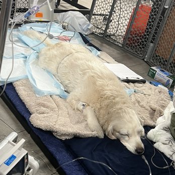 VEG ER for Pets - Sick puppy going in - Emergency Pet Hospital Near Me - Katy, Texas