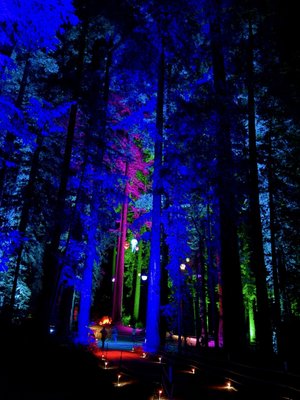 Roaring Camp by null