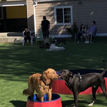 Growlerz Seattle - two dogs playing with a water bowl - Bars Near Me - Seattle, Washington Growlerz Seattle - two dogs playing with a water bowl - Bars Near Me - Seattle, Washington