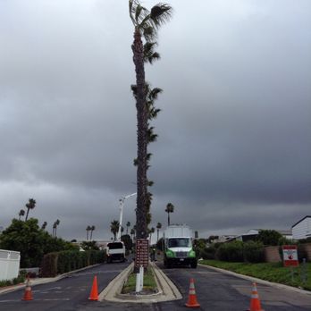 Union Tree Service - Palm tree trimming - Tree Services Near Me