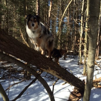 Fit Dogs - Pet Stores Near Me - Toronto, Ontario Fit Dogs - Pet Stores Near Me - Toronto, Ontario