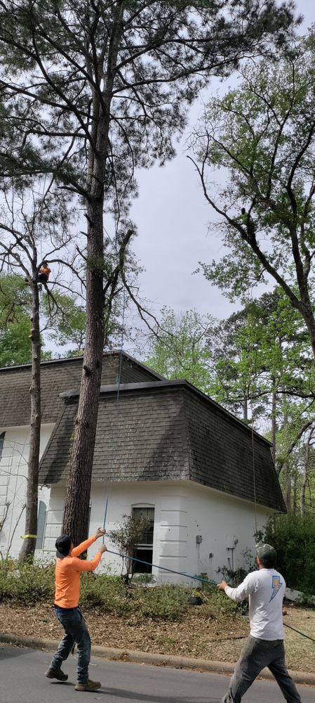 Slide of Green Shield and The Sword