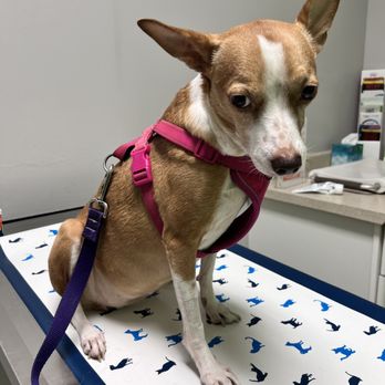 We Talk Pets! Animal Hospital - Veterinarians Near Me - Upland, California We Talk Pets! Animal Hospital - Veterinarians Near Me - Upland, California