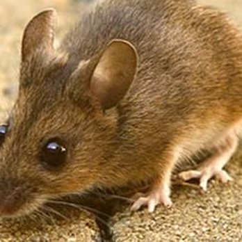 Terminix Canada - Pest Control Near Me - St. John's, Newfoundland and Labrador Terminix Canada - Pest Control Near Me - St. John's, Newfoundland and Labrador