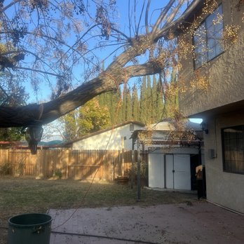 Eden Tree Care - This is the before, we really thought we could do it ourselves - Tree Services Near Me