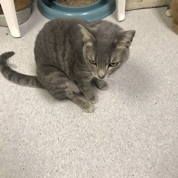 Barb's Precious Rescue - That's Saffie in the toddler room - Pet Adoption Near Me - Palatine, Illinois Barb's Precious Rescue - That's Saffie in the toddler room - Pet Adoption Near Me - Palatine, Illinois