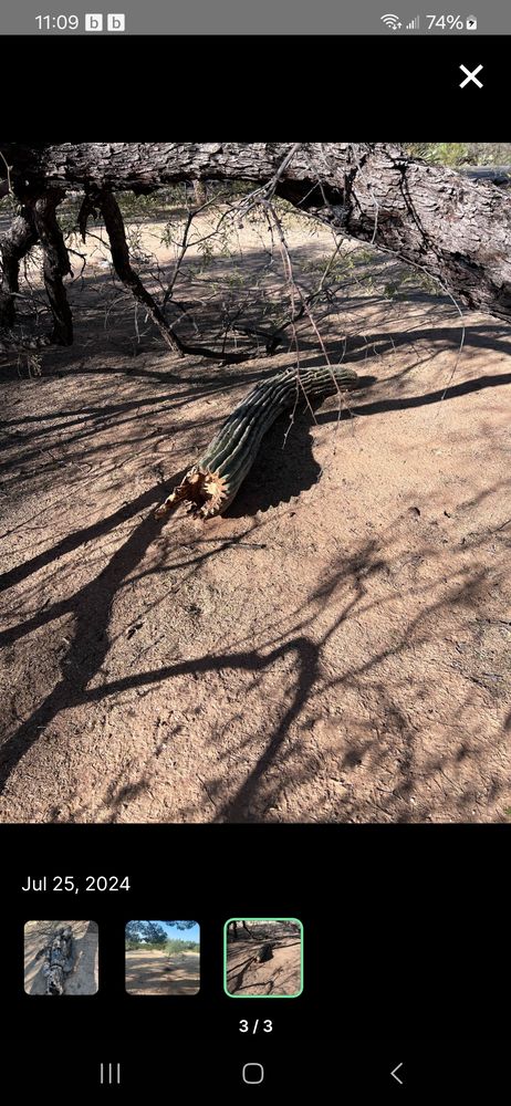 Bear Down Junk - tree service in Tucson, AZ