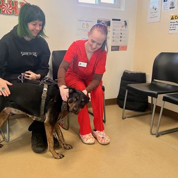 Renton Veterinary Hospital - Pets in the lobby are a MUST! - Veterinarians Near Me - Renton, Washington Renton Veterinary Hospital - Pets in the lobby are a MUST! - Veterinarians Near Me - Renton, Washington