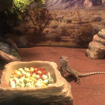 Petco - Our new bearded dragon :) camera ready - Pet Stores Near Me - San Bruno, California