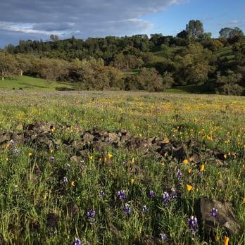 North Table Mountain - Flowers on the hill - Hiking Near Me - Oroville, California