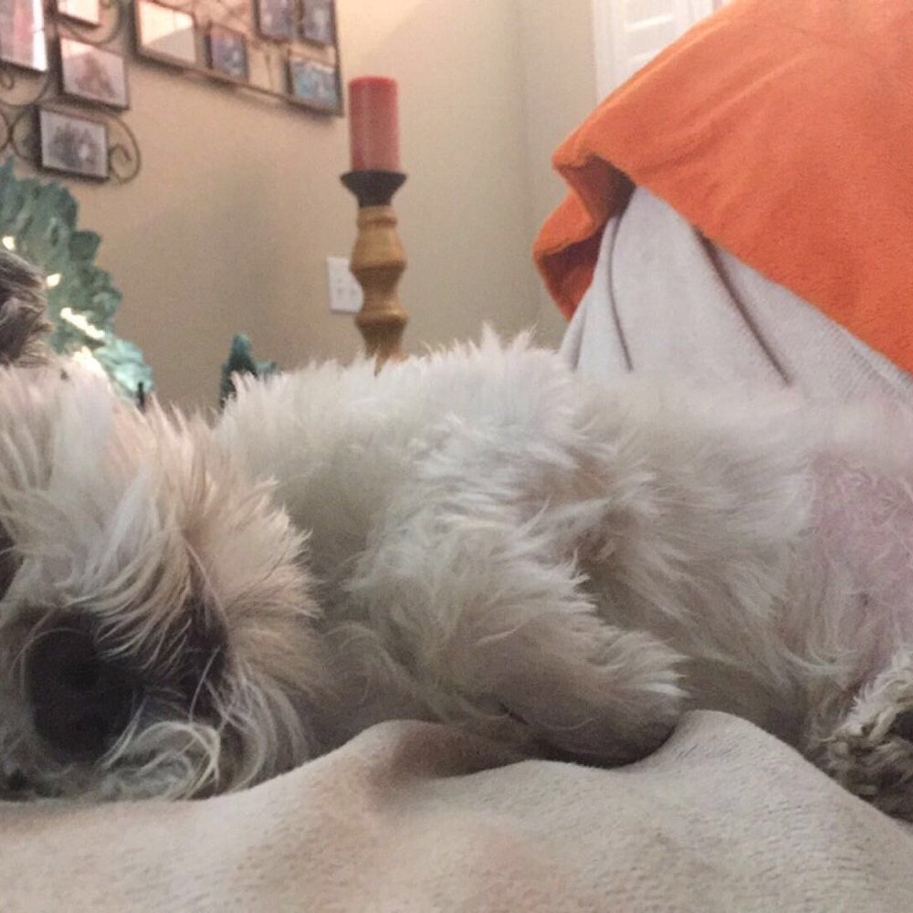 Petco - Pet Stores Near Me - Turlock, California Petco - Pet Stores Near Me - Turlock, California
