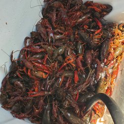 Crawfish