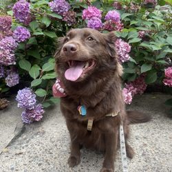Queenie's Pets - A happier lady thanks to Queenie's!